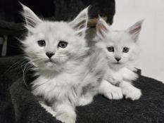 Chaton femelle maine coon