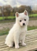 Magnifiques chiots apparence pomsky issus parents tests