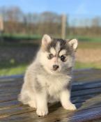 Magnifiques chiots apparence pomsky issus parents tests