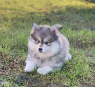 Magnifiques chiots apparence pomsky issus parents tests