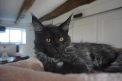 Chaton maine coon loof black smoke