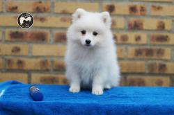 Chiot spitz japonais