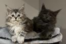 chatons Maine Coon  rserver