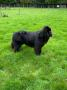 chiots Terre-neuve  rserver