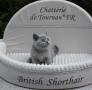 chaton British Shorthair  rserver