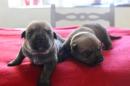 chiots Berger De Picardie  rserver