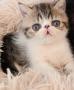 chatons Exotic Shorthair disponibles