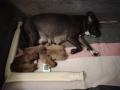 chiots Staffordshire Bull Terrier  rserver