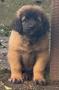 chiots Leonberg  rserver