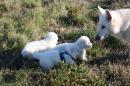 chiots Berger Blanc Suisse  rserver