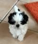 chiots Shih Tzu  rserver