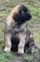 chiots Chien De Leonberg disponibles