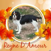 Future porte prvue pour 2025 en cavalier king charles