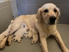 Splendides chiots golden retriever lof