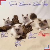 Chatons sacr de birmanie loof disponibles