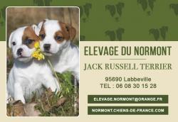 Adorables chiots jack russell inscrits au lof