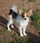 Chiots lof pagneul papillon