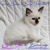 Chatons sacr de birmanie loof disponibles