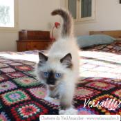 1 magnifique chaton mle ragdoll loof disponible