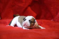 Chiots bulldog continental