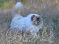 Splendides chatons sacres de birmanie loof