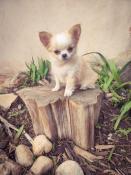 Magnifiques chiots chihuahua lof