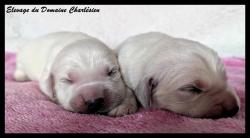 A rserver chiots golden retriever inscrits au lof. parents tests.