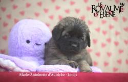 Chiots leonberg lof disponibles