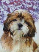 Chiots shih tzu lof