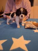 Chiots cavalier king charles tricolore