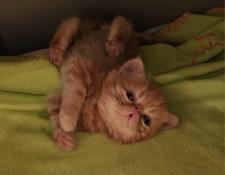 Aki no hi du pairi daeza un beau bb exotic shorthair red tabby