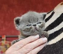 Zarathustra du pairi daeza un beau bb exotic shorthair red tabby