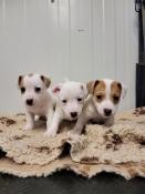 Chiots jack russel lof