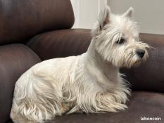 Chiots femelles westie lof  rserver