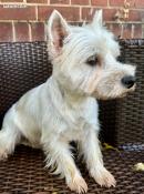 Westie femelle lof 3 ans strilise