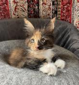 Vends chatons maine coon