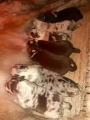 Chiots berger australien