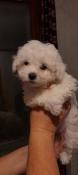 Chiots bichon bolonais disponibles  rserver