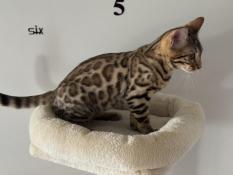 Chatons bengal loof