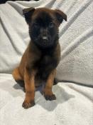 Chiot malinois