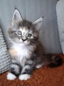 Chatons maine coons