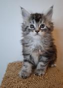 Chatons maine coons