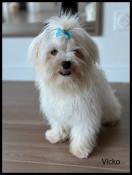 Disponible,vicko, superbe mle bichon maltais  ,lof