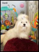 Disponible, verdi mle bichon maltais standard, lof