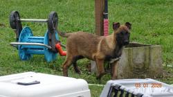 Chiots malinois lof