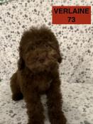 Lagotto romagnolo