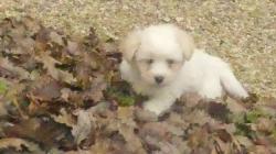 Magnifique coton de tulear lof