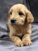 Chiot goldendoodle