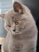 Magnifique jeune british shorthair