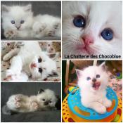 Pr - rservation magnifique chaton ragdoll loof bonne lignee =^o^=